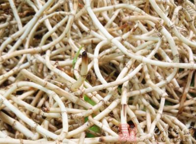 鱼腥草别名侧耳根、猪鼻孔等,凉拌侧耳根是民间的一道传统佳肴。 鱼腥草别名侧耳根、猪鼻孔等,凉拌侧耳根是民间的一道传统佳肴。