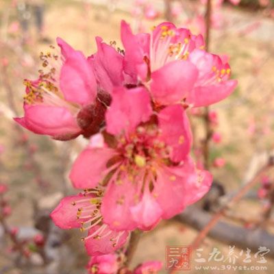 桃花有祛斑作用 桃花有祛斑作用