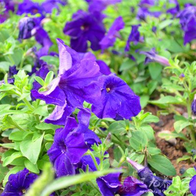 紫罗兰面膜治愈顽固性青春痘有效 紫罗兰面膜治愈顽固性青春痘有效