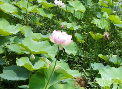 春取桃花,夏取荷花,秋取芙蓉花,至冬取雪水(或用冰水)煎三花为汤,频洗面部。 春取桃花,夏取荷花,秋取芙蓉花,至冬取雪水(或用冰水)煎三花为汤,频洗面部。