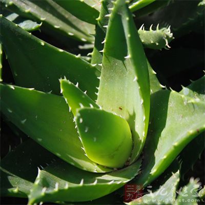 将新鲜的芦荟汁直接涂抹在面部,就可以很好的发挥芦荟的美容作用。 将新鲜的芦荟汁直接涂抹在面部,就可以很好的发挥芦荟的美容作用。