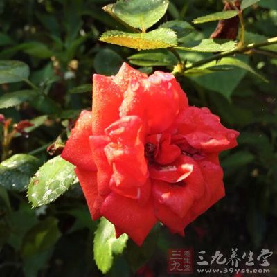 当每个人处于35-50岁之间时，他身上所承担的社会角色为丰富