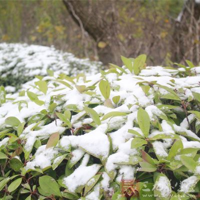 将雪融化之后，就可以有效的治疗手足开裂