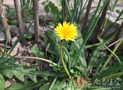 可以采用蒲公英敷脐调理