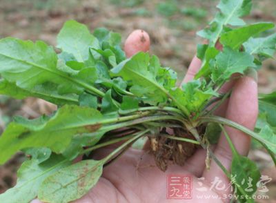 荠荠菜含有大量的粗纤维，食用后可增强大肠蠕动