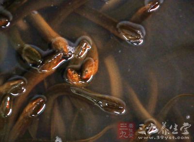 将泥鳅(不洗，带黏液)捣烂