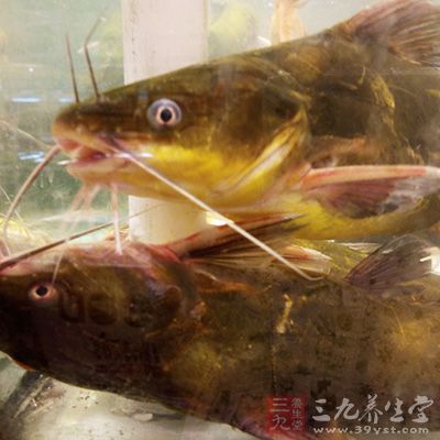 因此吞食较大鱼的胆更易发生中毒 因此吞食较大鱼的胆更易发生中毒