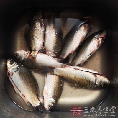 鯽魚用油先煎過，再和其它的配料放在鍋中加水