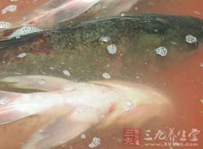 巧用催乳小偏方 让宝宝吃上健康的母乳-三九养