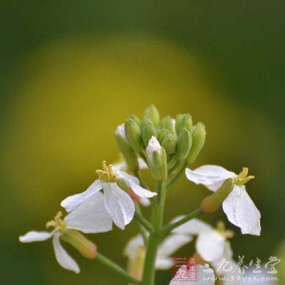 喜欢在居住或是工作环境里面摆放植物花草