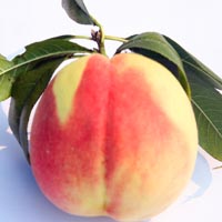 桃子的营养价值 桃子的饮食禁忌有哪些
