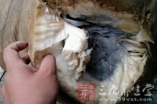 生竹笋会引起食物中毒