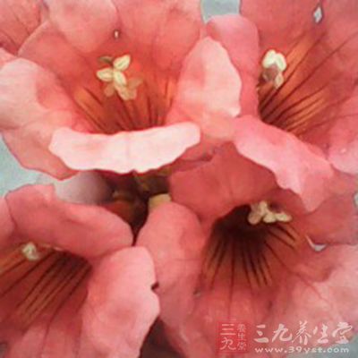 红花治风湿性关节炎