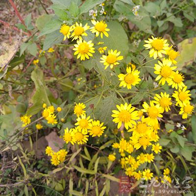 野菊花解毒排脓，清热利湿