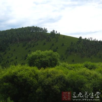 云雾茶产地——云台山云雾茶