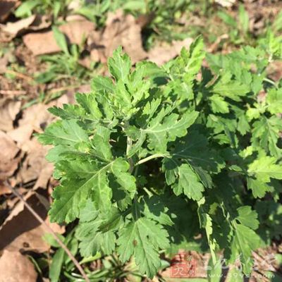 艾叶本身所含有的物质可以起到杀菌消毒的作 艾叶本身所含有的物质可以起到杀菌消毒的作