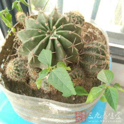 结婚照千万别在放家里这个地方