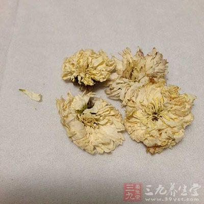 菊花用來治偏頭痛