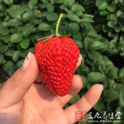 吃草莓能培養(yǎng)耐心，因?yàn)樗鼘儆诘桶萸o植物