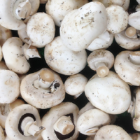 蘑菇的功效与作用 吃蘑菇有抗癌的作用
