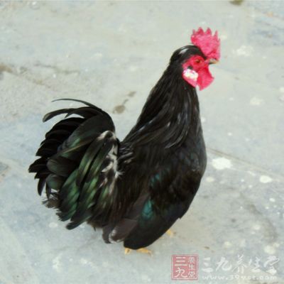禽类是H5N6主要的传染源头
