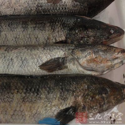 黑魚1條150克，大蒜3瓣