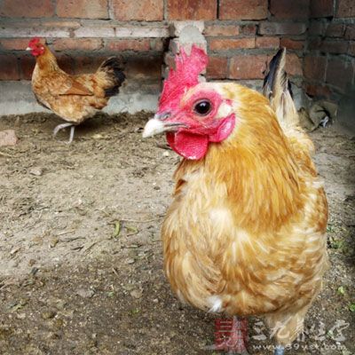 鸡1只,香附20克,枳壳10克,金桔饼20克 鸡1只,香附20克,枳壳10克,金桔饼20克