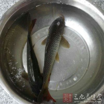 食材：活鲤鱼1条约500克左右