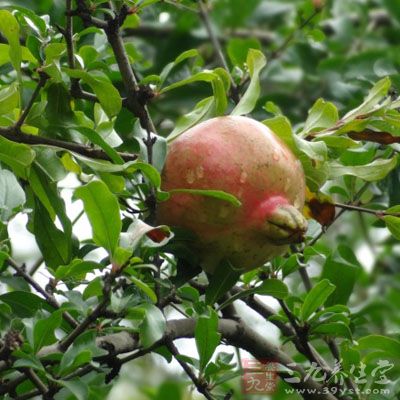 石榴又名安石榴 石榴又名安石榴