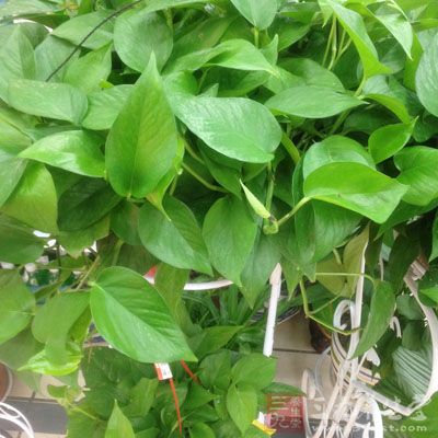 这种生物中的“高效空气净化器”原产为墨西哥高原 这种生物中的“高效空气净化器”原产为墨西哥高原