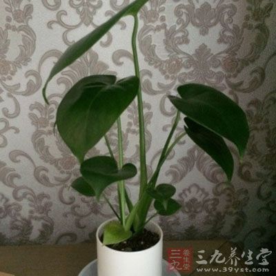 是天然的清道夫,可以清除空气中的有害物质 是天然的清道夫,可以清除空气中的有害物质