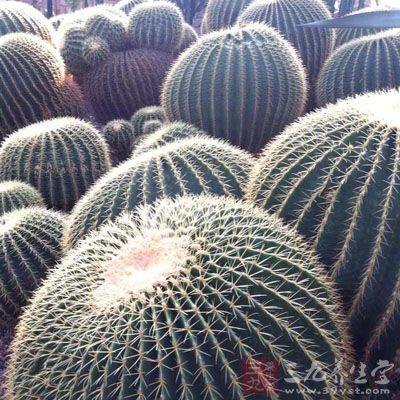 有清除空气灰尘的功效