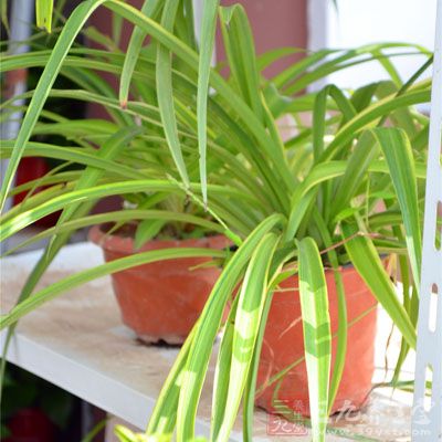 不择土壤，对光线要求不严