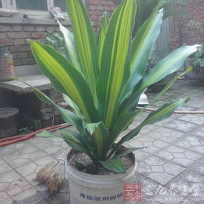 巴西铁又称香龙血树，可以清除空气中的有害物质