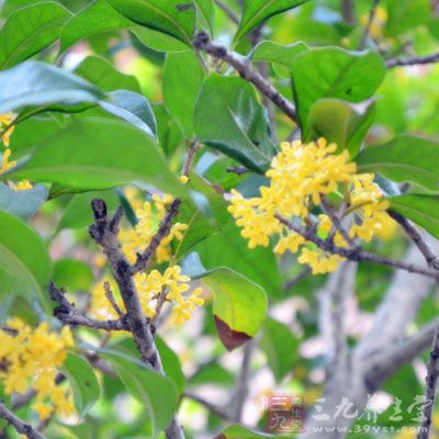 可以清除空气中的有害物质