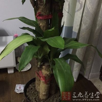 叶片与根部能吸收二甲苯、甲苯 叶片与根部能吸收二甲苯、甲苯