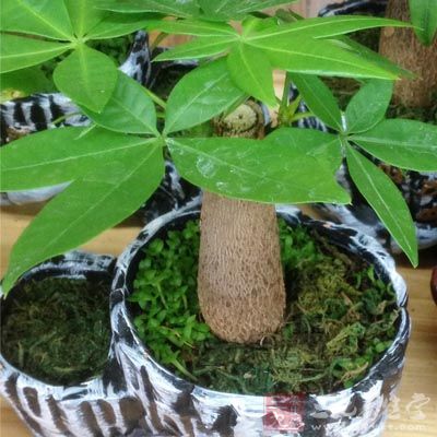 黄金葛可以在其他室内植物无法适应的环境里“工作” 黄金葛可以在其他室内植物无法适应的环境里“工作”