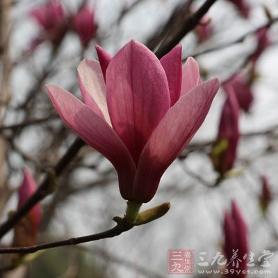 叶片与根部能吸收二甲苯、甲苯、三氯乙烯 叶片与根部能吸收二甲苯、甲苯、三氯乙烯