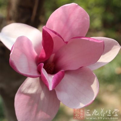 淡淡的清香,雅气十足 淡淡的清香,雅气十足