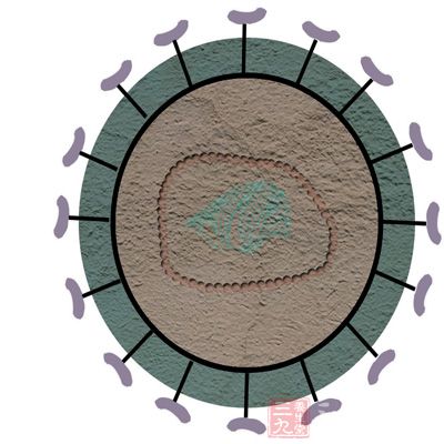 它是一种比病毒大、比细菌小的原核微生物，呈球形