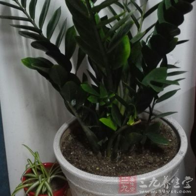 多栽種樹(shù)木與綠色攀爬植物