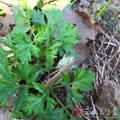 艾草是一種純陽(yáng)的植物