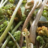 蕨菜的功效与作用 蕨菜能抑制细菌吗