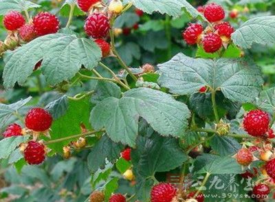 树莓是什么 树莓的功效与作用有哪些