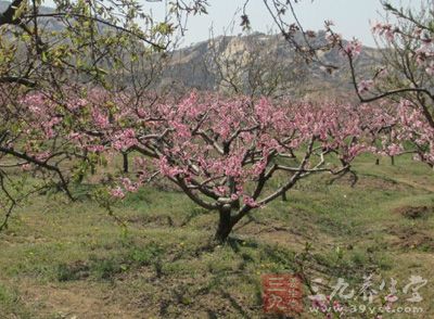 又传说度朔山上有棵大桃树，桃树下住着神荼、郁垒两兄弟