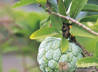 番荔枝除可作热带果树种植外,适宜在园林绿地中栽植观赏