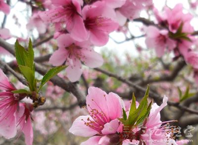 在春意盎然的新春佳节，不少的家庭都会添置桃花作为装饰点缀