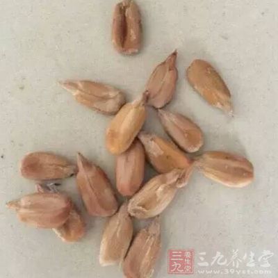 子仁肥厚、松脆 子仁肥厚、松脆