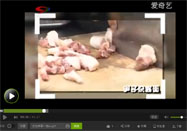 20160106食话实说视频全集：豌豆杂酱面的做法