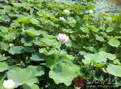 荷花的花瓣与叶子也是营养价值极高的上好食材